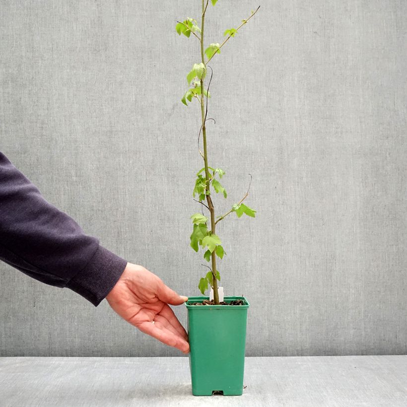 Amostra de Liquidambar styraciflua Vaso de 12 cm/13 cm tal como entregue na primavera