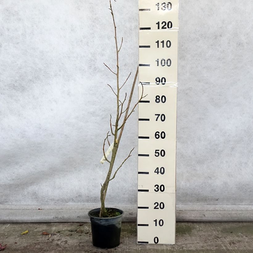 Amostra de Liquidâmbar styraciflua Rotundiloba Vaso de 4 L/5 L tal como entregue no outono