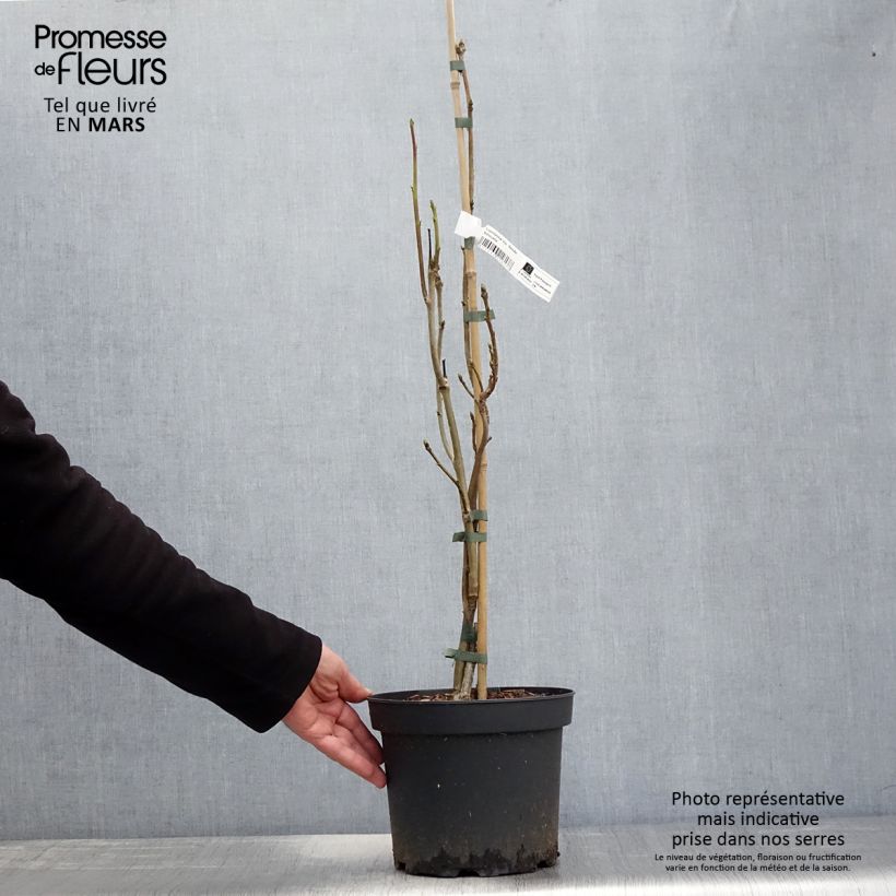 Amostra de Liquidâmbar styraciflua Slender Silhouette Vaso de 4 L/5 L tal como entregue na primavera