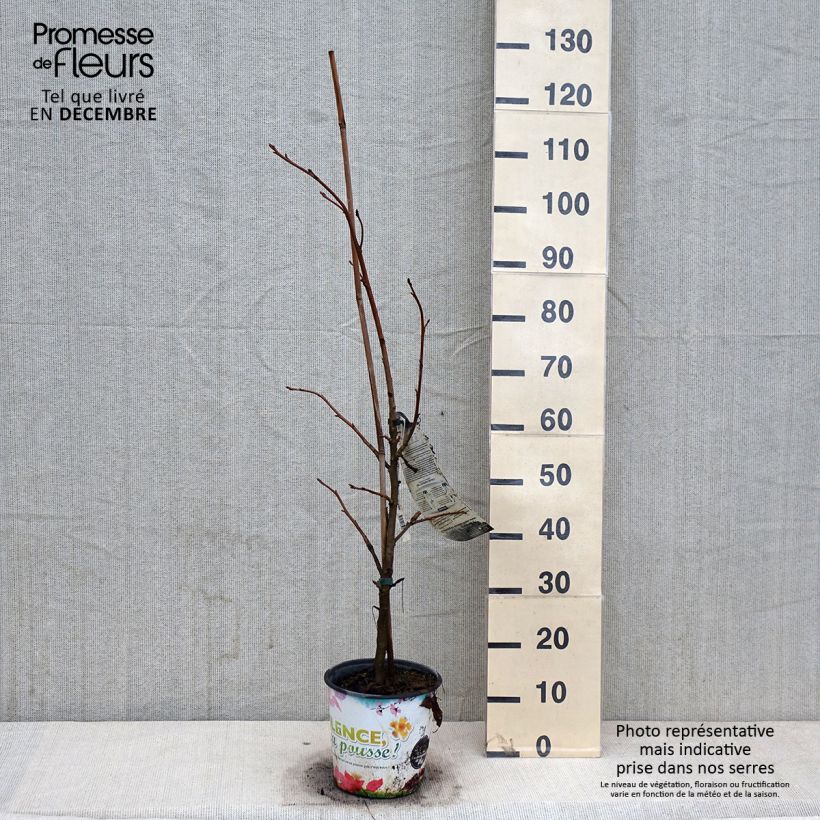 Amostra de Liquidâmbar styraciflua Thea Vaso de 4 L/5 L tal como entregue no outono