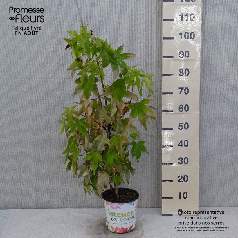 Amostra de Liquidâmbar styraciflua Thea Vaso de 4 L/5 L tal como entregue no verão