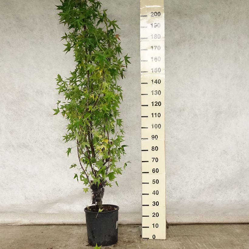 Amostra de Liquidambar styraciflua Worplesdon Vaso de 7,5 L/10 L tal como entregue no verão