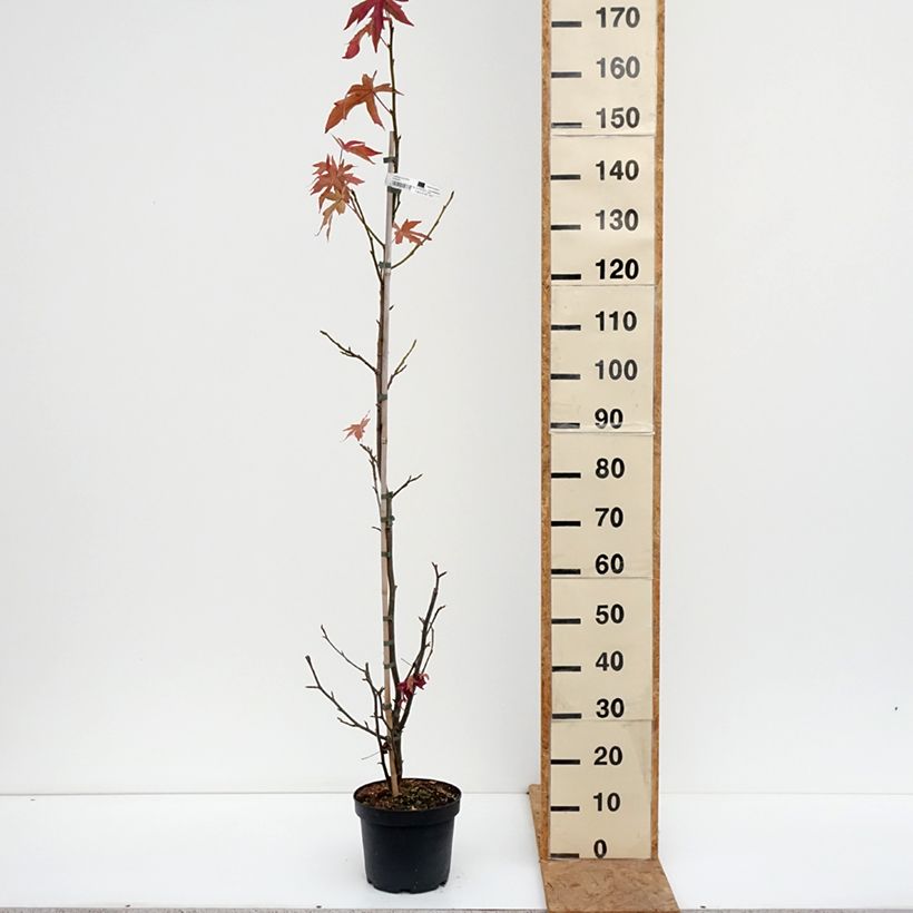 Amostra de Liquidambar styraciflua Worplesdon Vaso de 4 L/5 L tal como entregue no outono