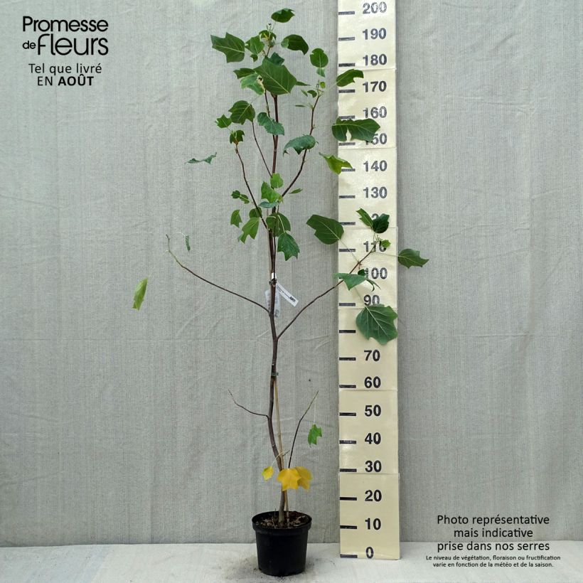 Amostra de Liriodendron tulipifera Aureomarginatum Vaso de 3 L/4 L tal como entregue no verão