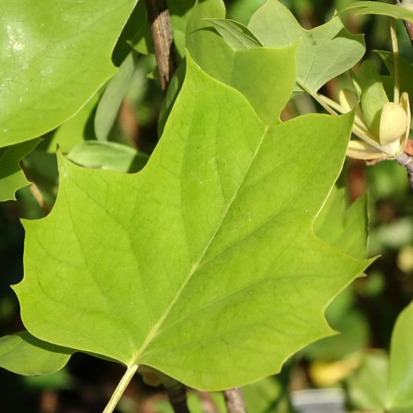 Liriodendron tulipifera Emerald City (Folhagem)