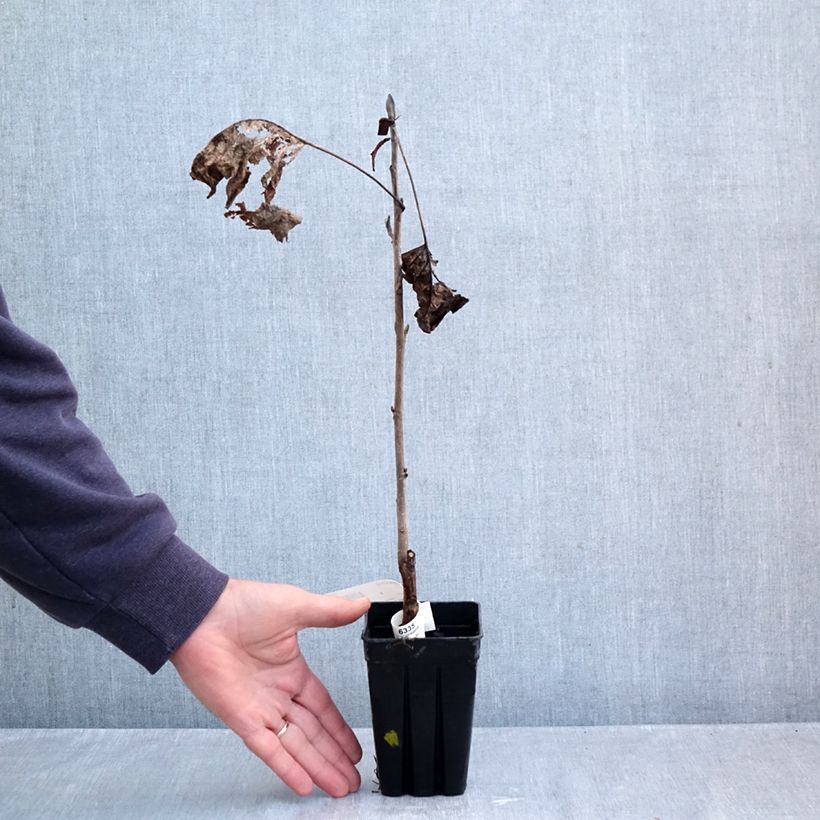 Amostra de Liriodendron tulipifera Emerald City Vaso de 1 L/1,5 L tal como entregue no outono