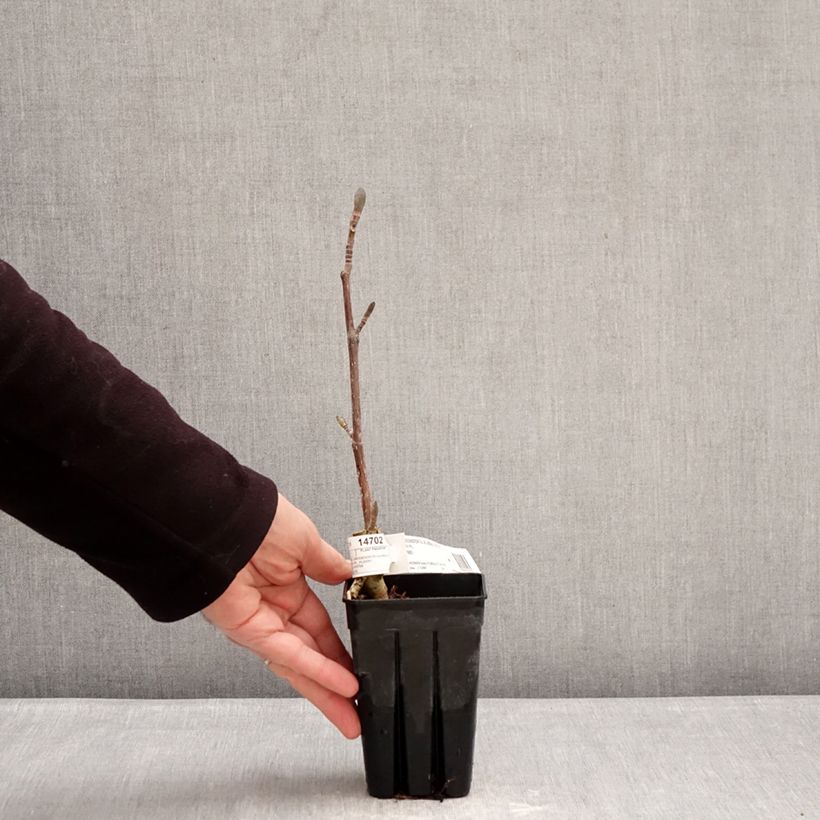 Amostra de Liriodendron tulipifera Emerald City Vaso de 1 L/1,5 L tal como entregue no inverno