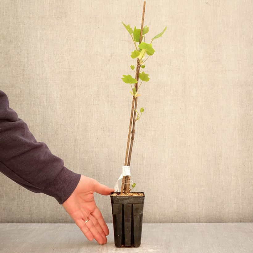 Amostra de Liriodendron tulipifera Emerald City Vaso de 1 L/1,5 L tal como entregue na primavera