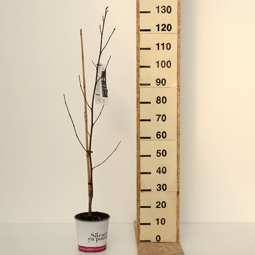 Amostra de Liriodendron tulipifera Fastigiata - Tulipier de Virginie Vaso de 4 L/5 L tal como entregue no inverno