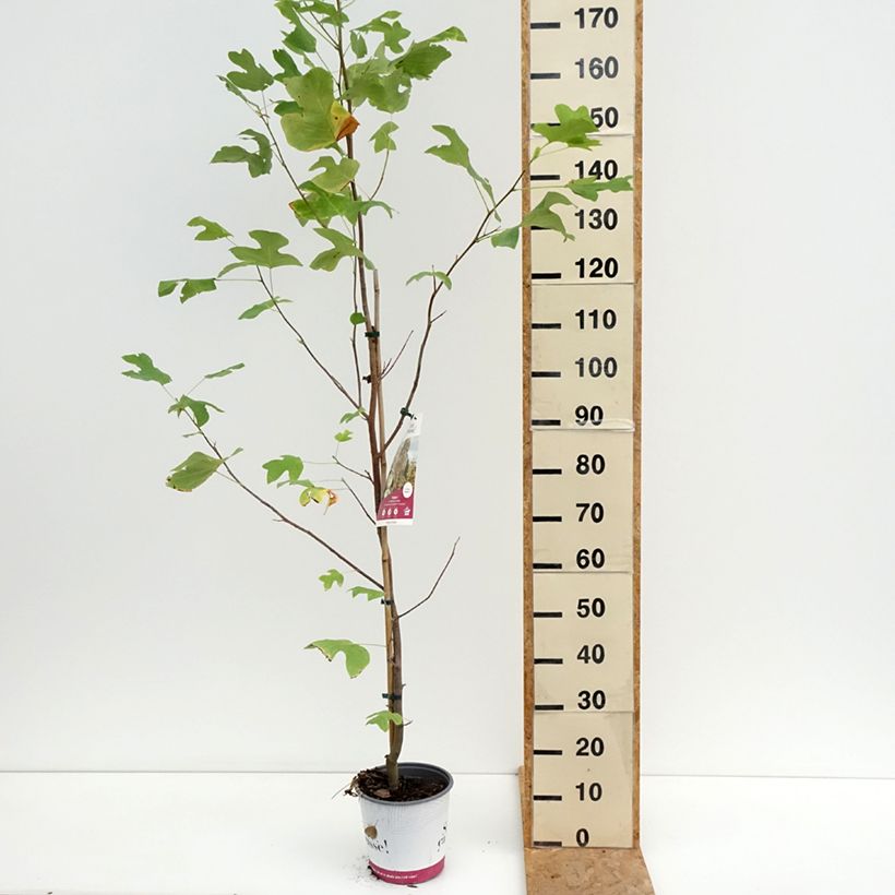 Amostra de Liriodendron tulipifera Fastigiata Vaso de 4 L/5 L, Haste tal como entregue no verão