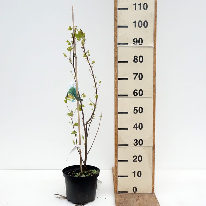 Amostra de Liriodendron tulipifera Vaso de 4 L/5 L tal como entregue na primavera