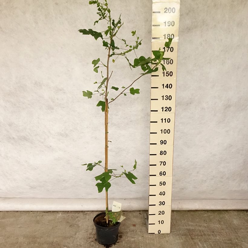 Amostra de Liriodendron tulipifera Vaso de 4 L/5 L tal como entregue no verão