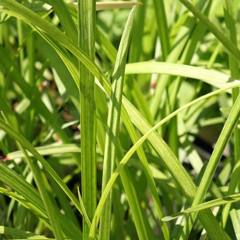 Líriope muscari Big Blue (Folhagem)