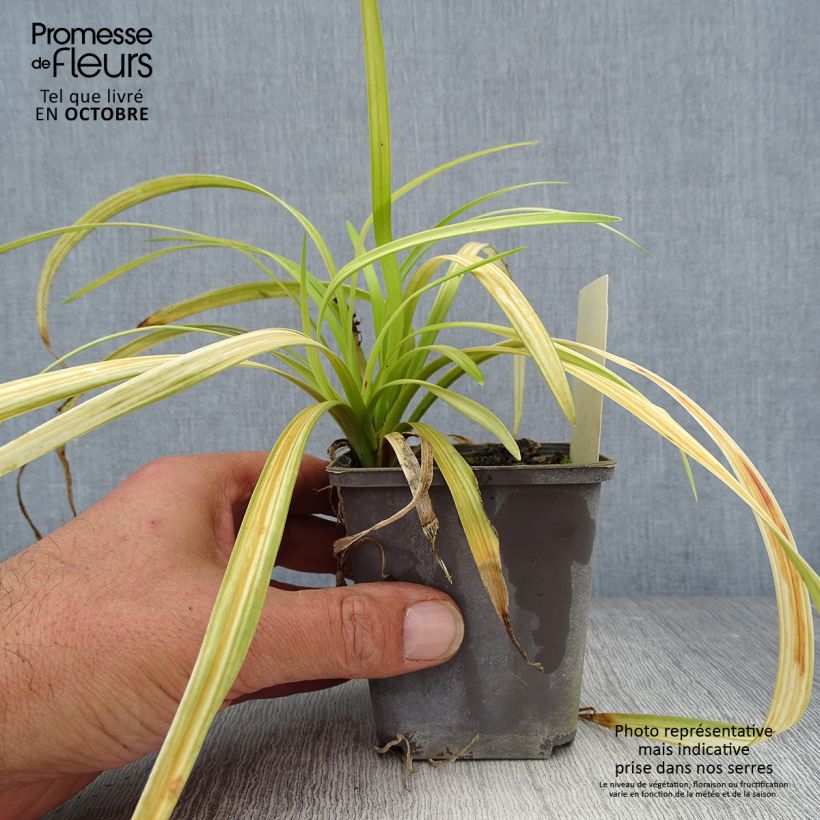 Amostra de Liriope muscari Big Blue Godet de 8/9 cm tal como entregue no outono