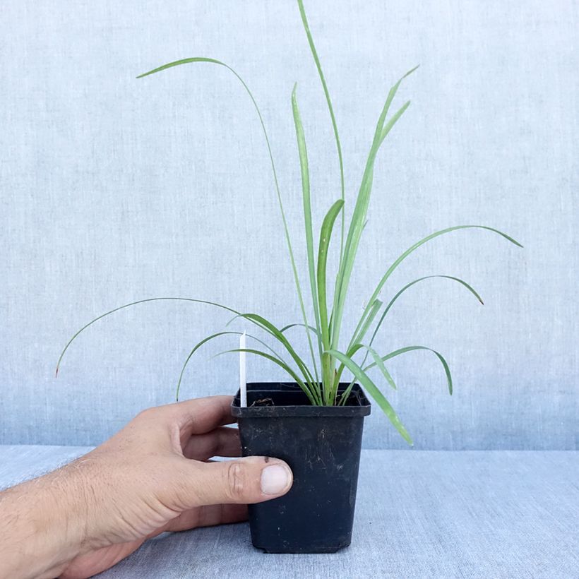 Amostra de Líriope muscari Big Blue Vaso de 8/9 cm tal como entregue no verão