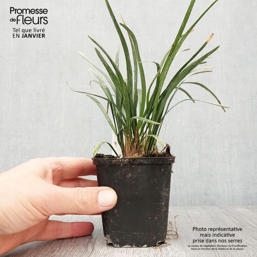 Amostra de Líriope muscari Big Blue Vaso de 8/9 cm tal como entregue no inverno