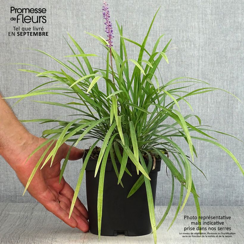 Amostra de Líriope muscari Vaso de 2 L/3 L tal como entregue no verão