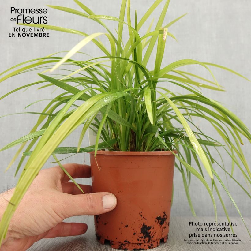 Amostra de Liriope muscari Evergreen Giant Pot de 1L/1,5L tal como entregue no outono