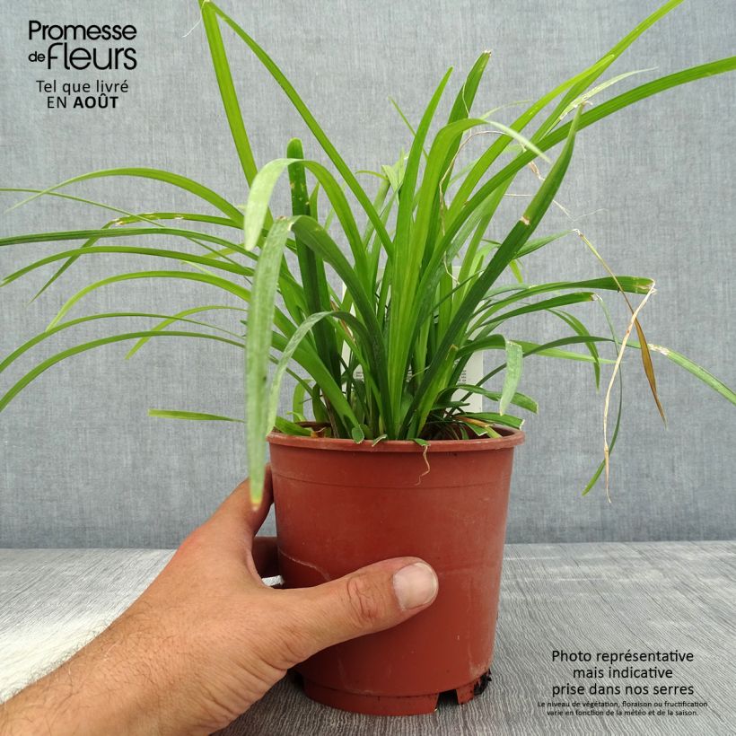 Amostra de Líriope muscari Evergreen Giant Vaso de 1 L/1,5 L tal como entregue no verão