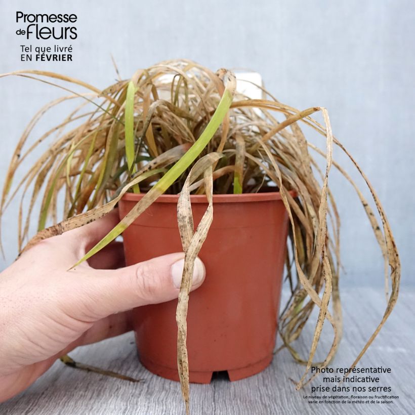 Amostra de Liriope muscari Evergreen Giant Vaso de 1 L/1,5 L tal como entregue no inverno