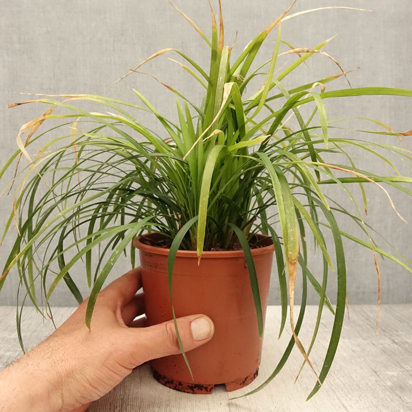 Amostra de Líriope muscari Evergreen Giant Vaso de 1 L/1,5 L tal como entregue na primavera