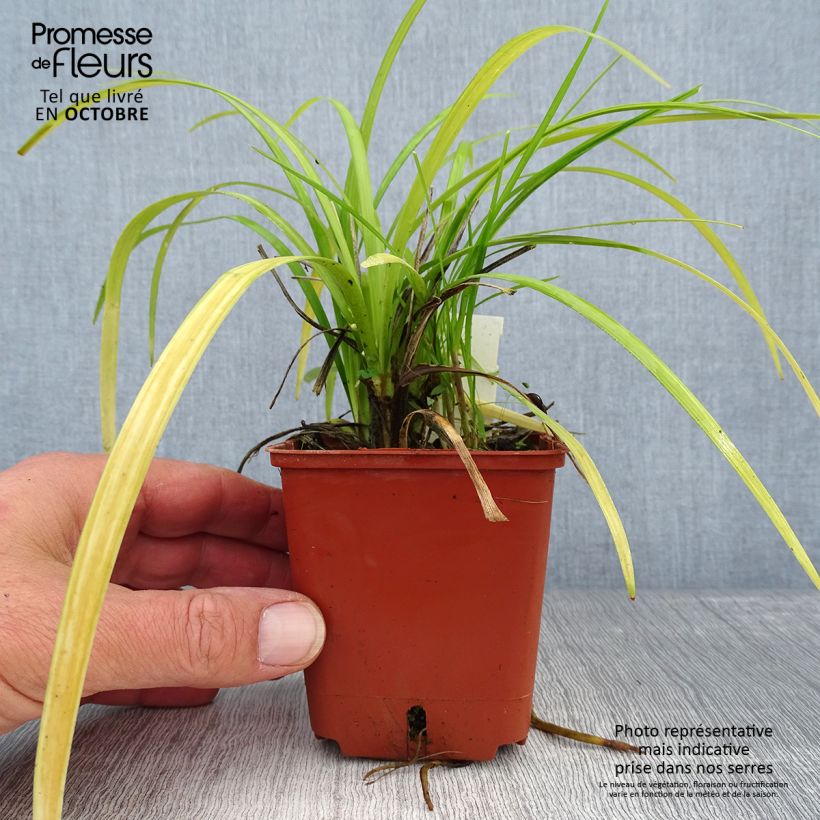 Amostra de Líriope muscari Evergreen Giant Vaso de 8/9 cm tal como entregue no outono