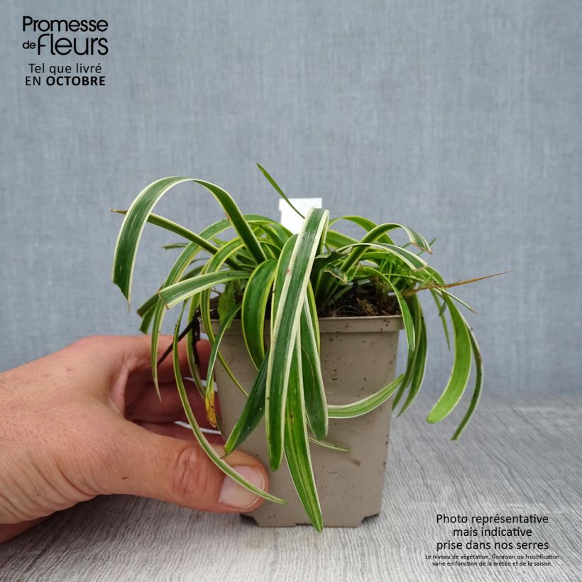 Amostra de Líriope muscari Gold Banded Vaso de 8/9 cm tal como entregue no outono