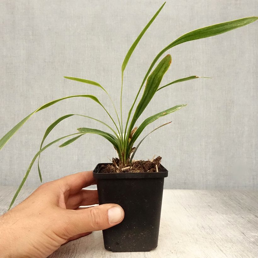 Amostra de Líriope muscari Gold Banded Vaso de 8/9 cm tal como entregue no verão