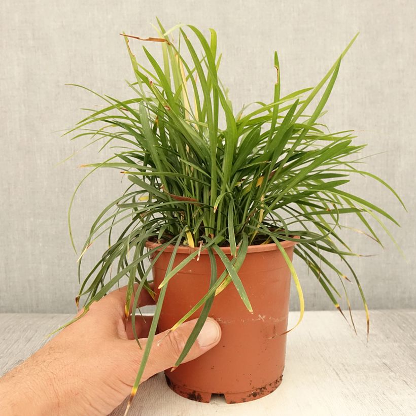 Amostra de Líriope muscari Ingwersen Vaso de 1 L/1,5 L tal como entregue no verão