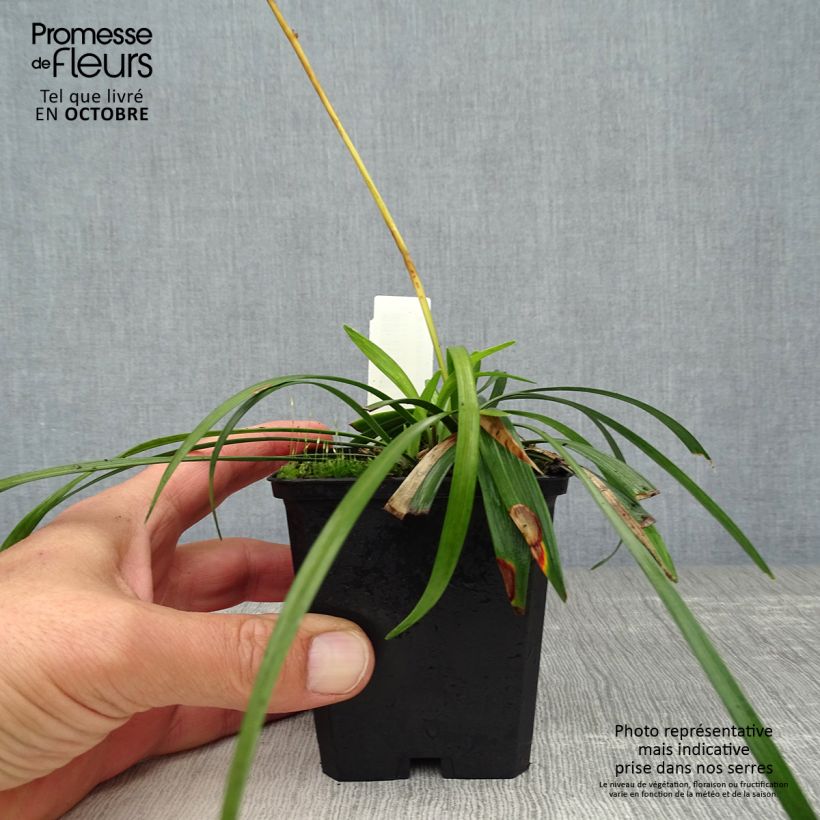 Amostra de Líriope muscari Ingwersen Vaso de 8/9 cm tal como entregue no outono