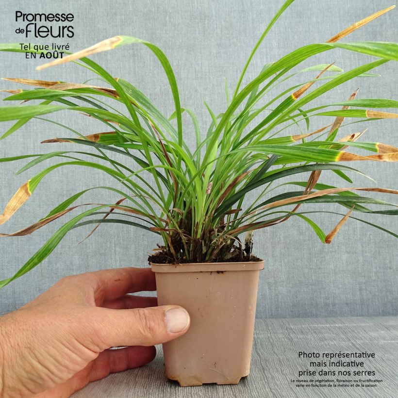 Amostra de Líriope muscari Lilac Wonder Vaso de 8/9 cm tal como entregue no verão