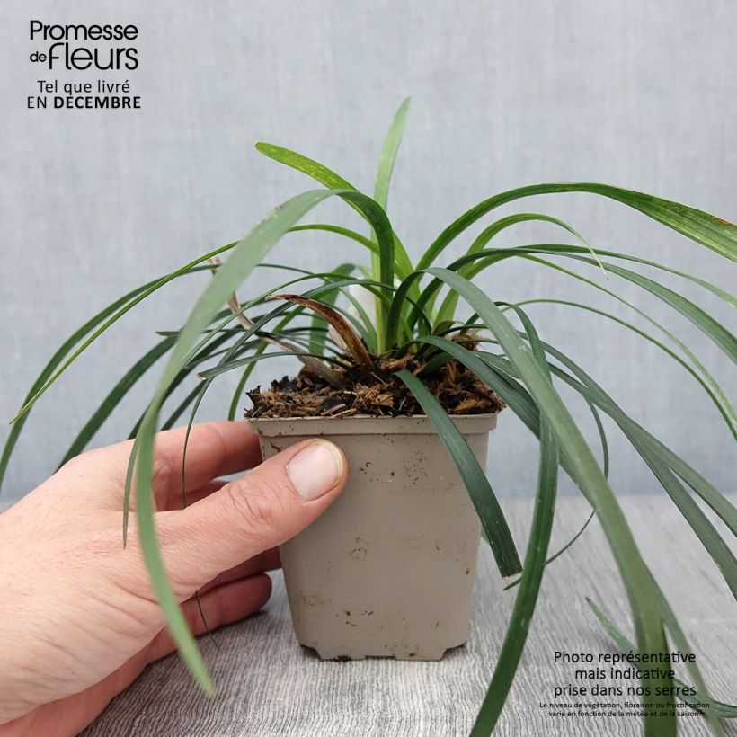 Amostra de Líriope muscari Majestic Vaso de 8/9 cm tal como entregue no outono