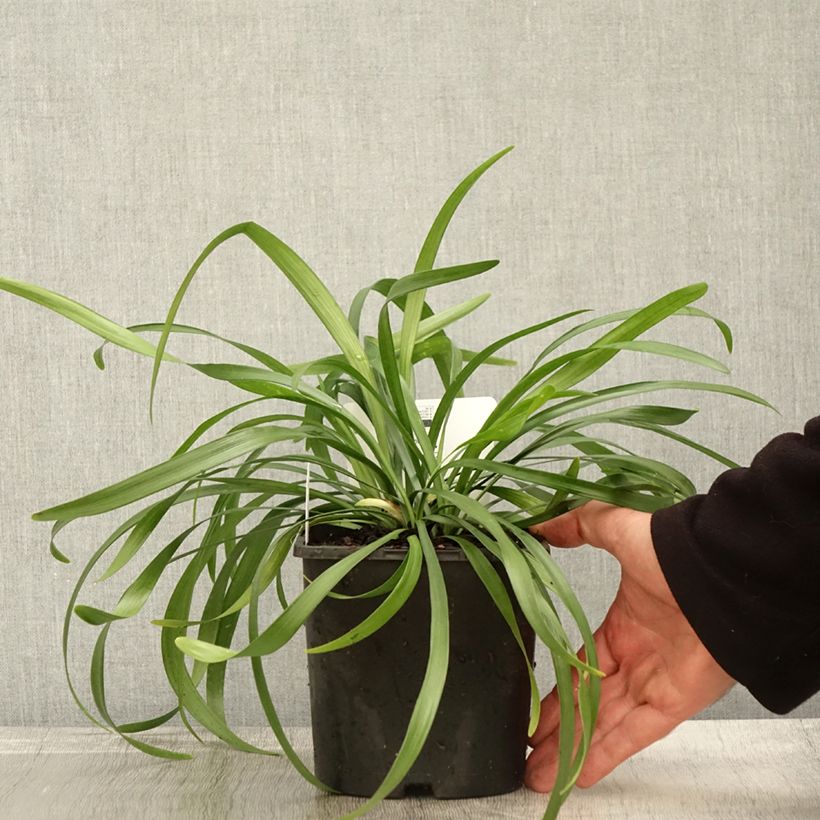 Amostra de Líriope muscari Monroe White Vaso de 2 L/3 L tal como entregue no outono