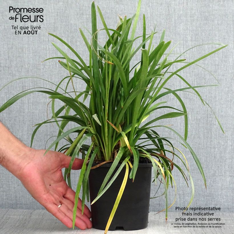 Amostra de Líriope muscari Monroe White Vaso de 2 L/3 L tal como entregue no verão
