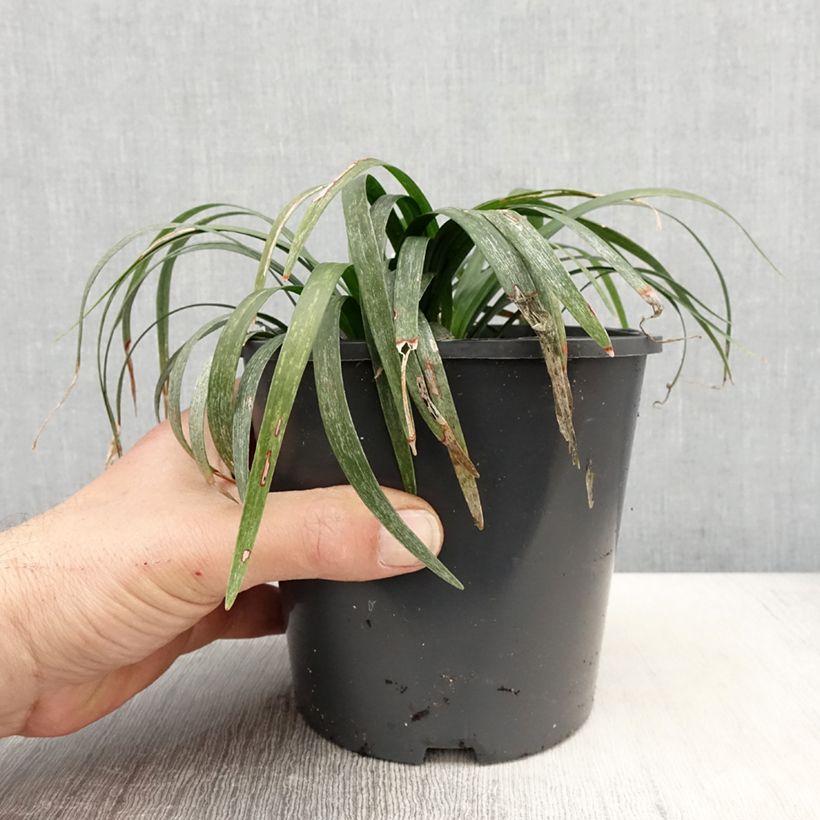 Amostra de Líriope muscari Monroe White Vaso de 2 L/3 L tal como entregue na primavera