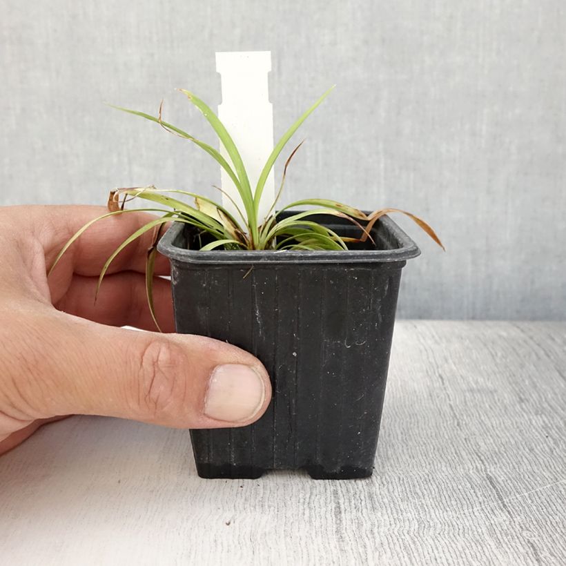 Amostra de Líriope muscari Okina Vaso de 8/9 cm tal como entregue no verão