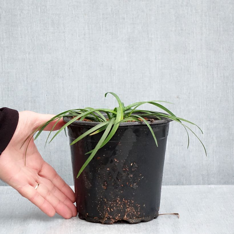Amostra de Líriope muscari Vaso de 2 L/3 L tal como entregue no outono