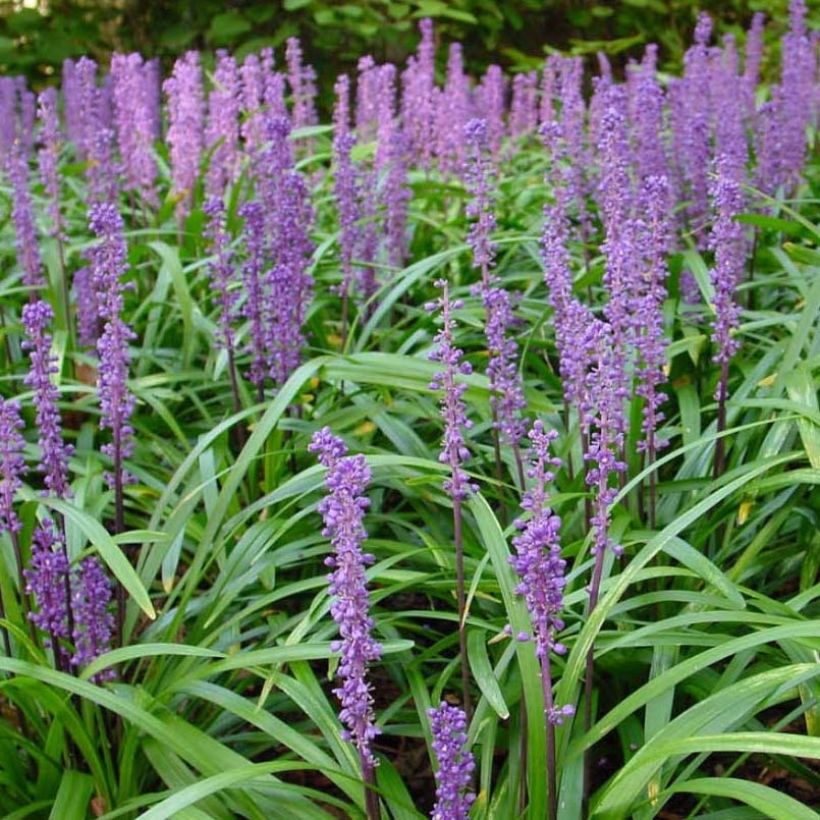 Líriope muscari Royal Purple (Floração)