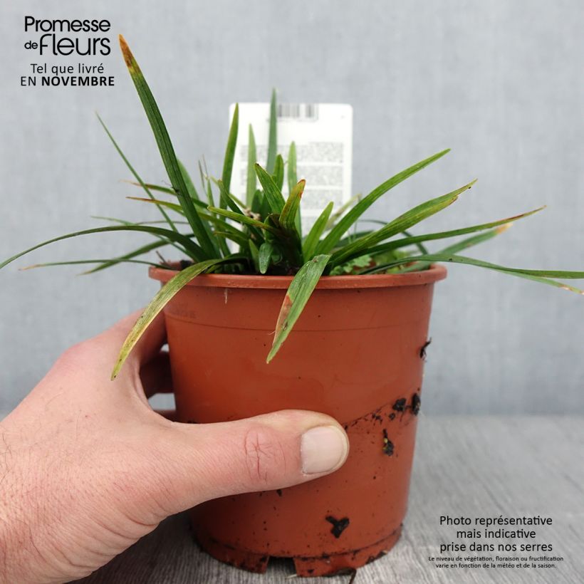 Amostra de Líriope muscari Royal Purple Vaso de 1 L/1,5 L tal como entregue no outono