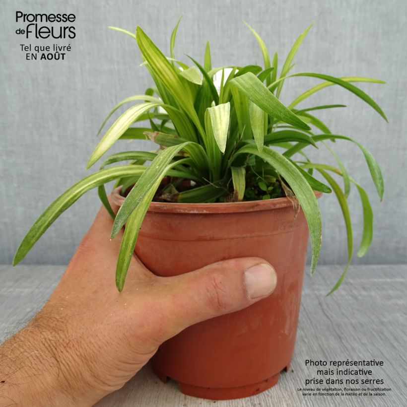 Amostra de Líriope muscari Royal Purple Vaso de 1 L/1,5 L tal como entregue no verão