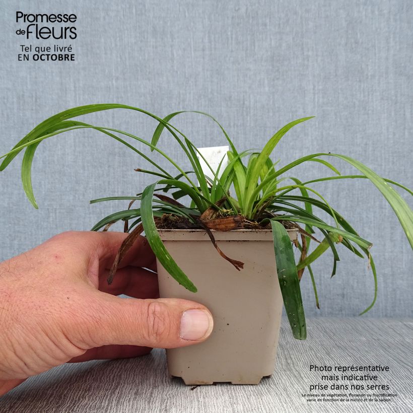 Amostra de Líriope muscari Royal Purple Vaso de 8/9 cm tal como entregue no outono
