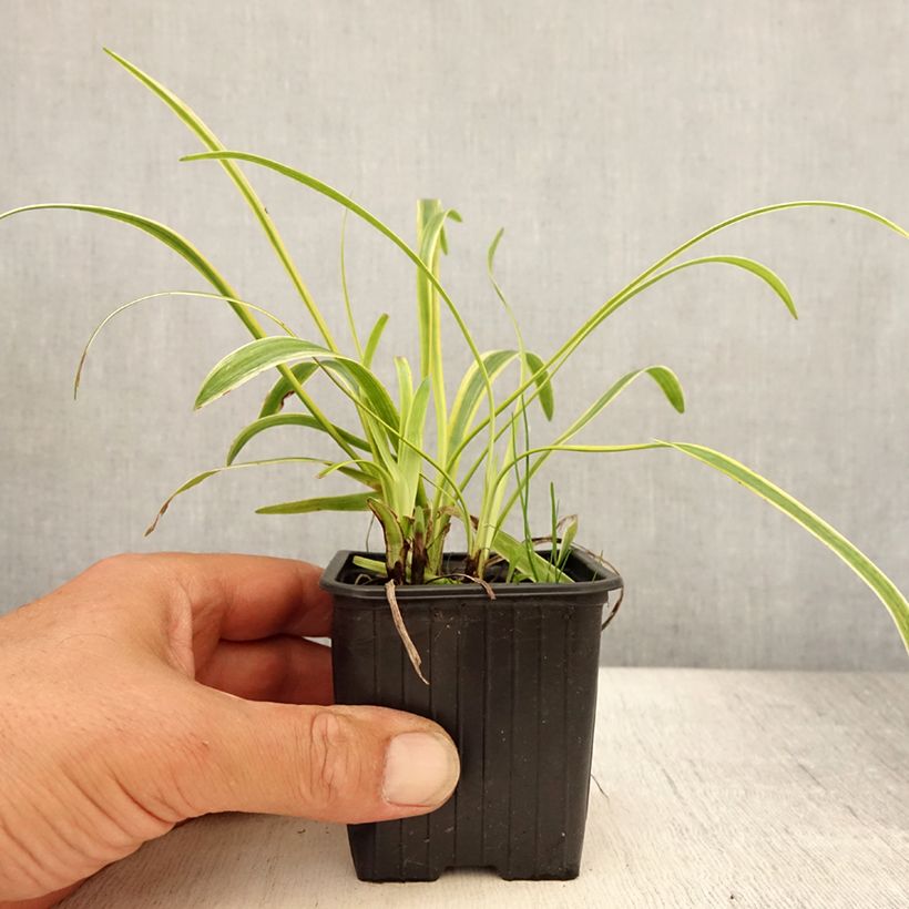 Amostra de Líriope muscari Silvery Sunproof Vaso de 8/9 cm tal como entregue no verão