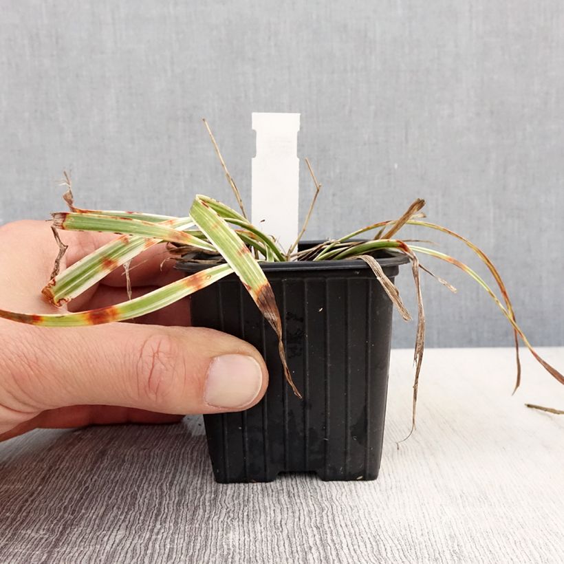 Amostra de Líriope muscari Silvery Sunproof Vaso de 8/9 cm tal como entregue na primavera