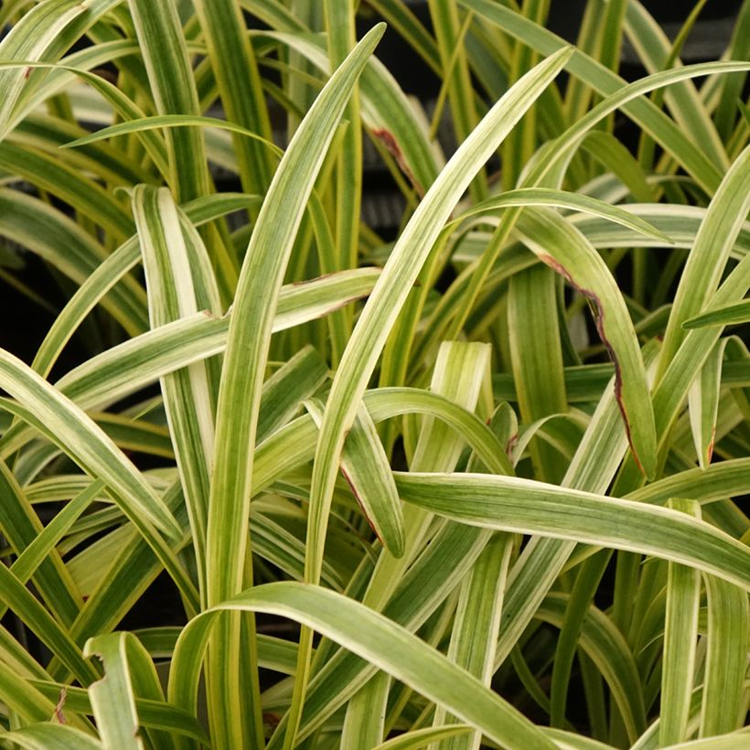 Líriope muscari Silvery Sunproof (Folhagem)