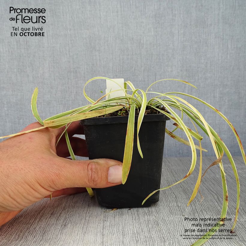 Amostra de Líriope muscari Variegata Vaso de 8/9 cm tal como entregue no outono