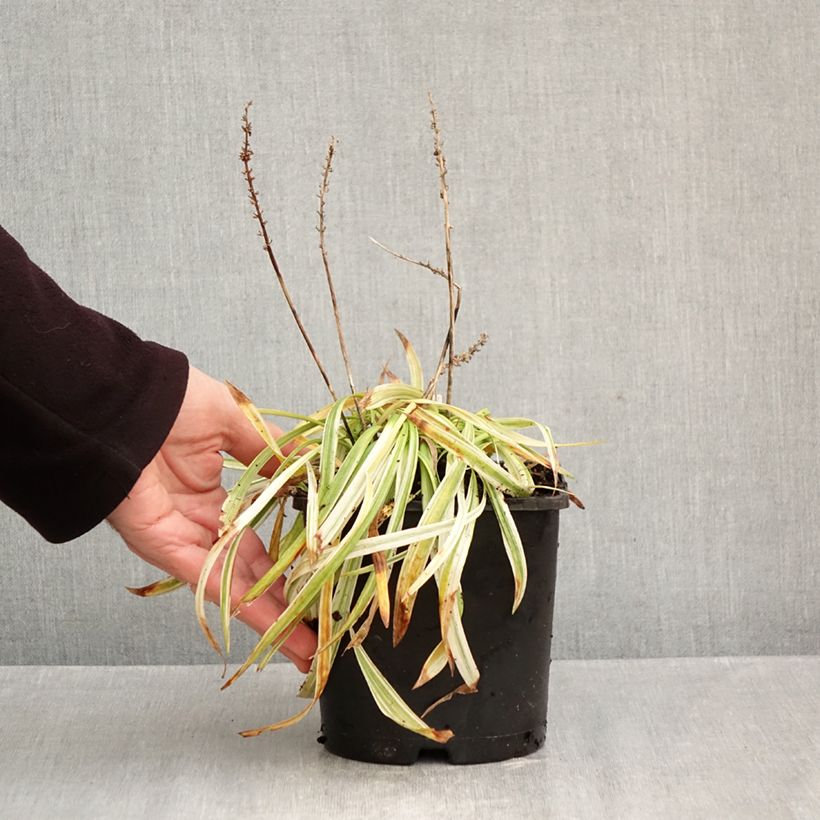 Amostra de Líriope muscari Variegata Vaso de 2 L/3 L tal como entregue no outono