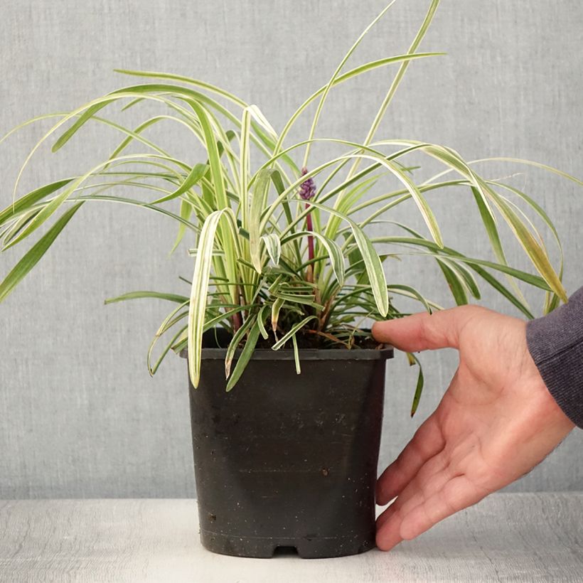 Amostra de Líriope muscari Variegata Vaso de 2 L/3 L tal como entregue no verão