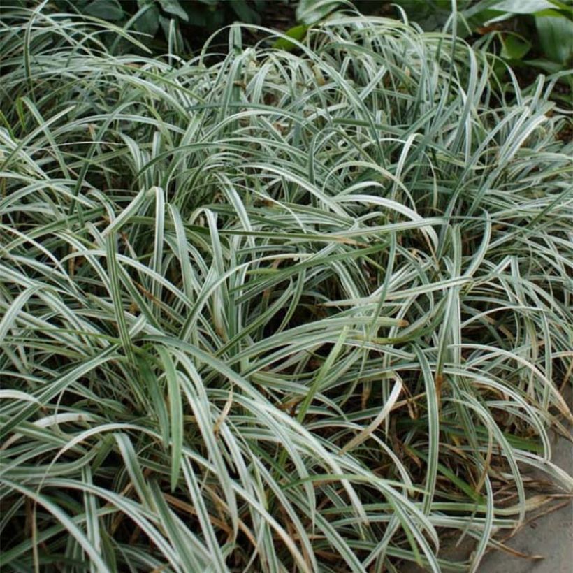Líriope spicata Silver Dragon (Folhagem)