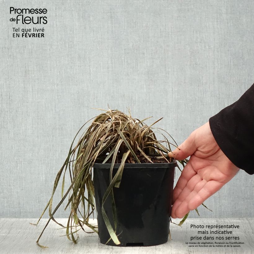 Amostra de Liriope spicata Silver Dragon Vaso de 2 L/3 L tal como entregue no inverno