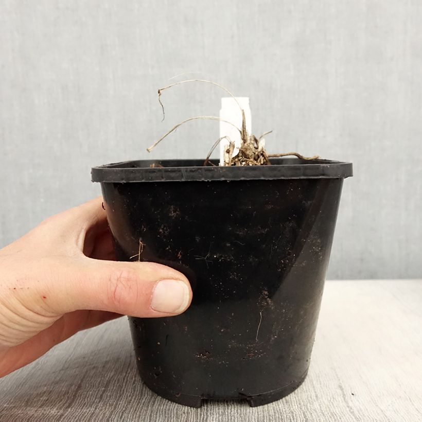 Amostra de Líriope spicata Silver Dragon Vaso de 2 L/3 L tal como entregue na primavera